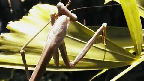 Common Praying Mantis Stock Footage 244687279
