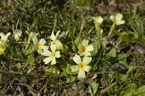 Common primrose Stock Photos