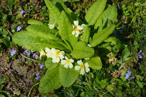 Common primrose Stock Photos