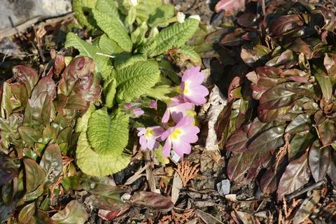 Common primrose Stock Photos