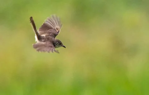 A common prinia Stock Photos