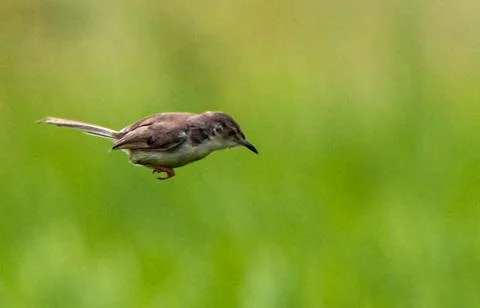 A common prinia Stock Photos