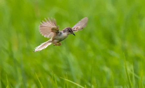 A common prinia Stock Photos