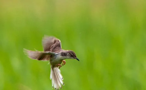 A common prinia Stock Photos
