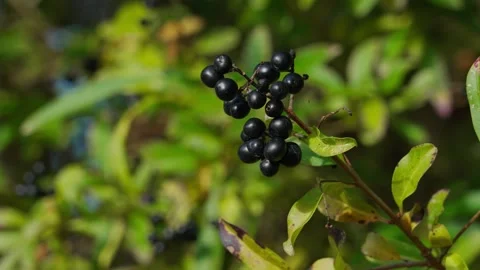 Common privet Stockbeeldmateriaal 331126959