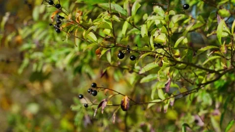 Common privet Stock Footage 331126988