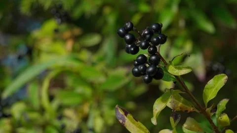 Common privet Video stock 331127018