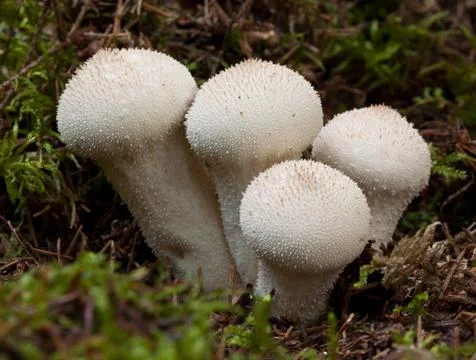 Common puffball Stock Photos