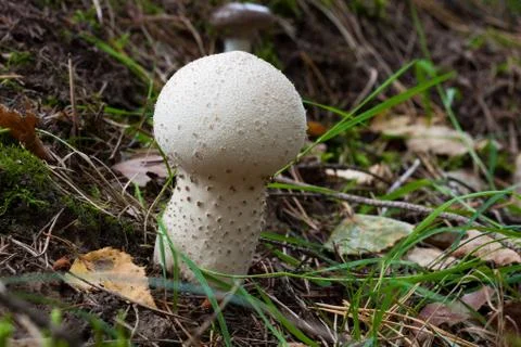 Common puffball Stock Photos