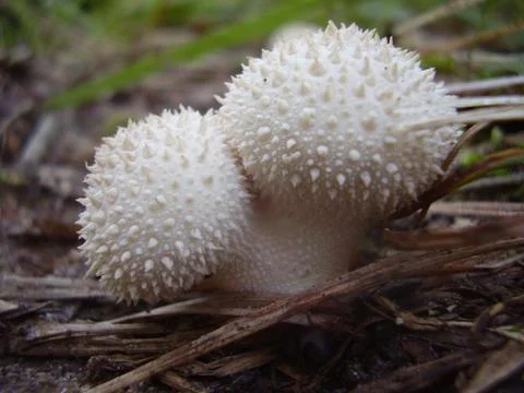 Common Puffball Stock Photos