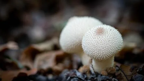 Common puffball Stock Photos
