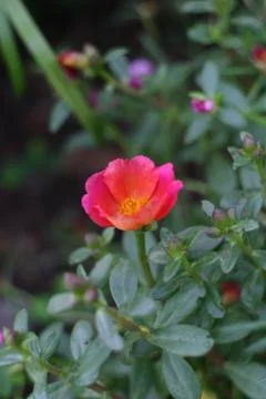 Common purslane Foto stock