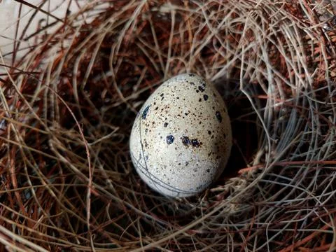 Common quail bird egg inside a nest, Quail eggs are considered a delicacy in Stock-Fotos
