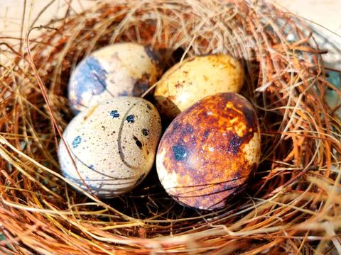 Common quail bird eggs inside a nest, Quail eggs are considered a delicacy in Stock Photos
