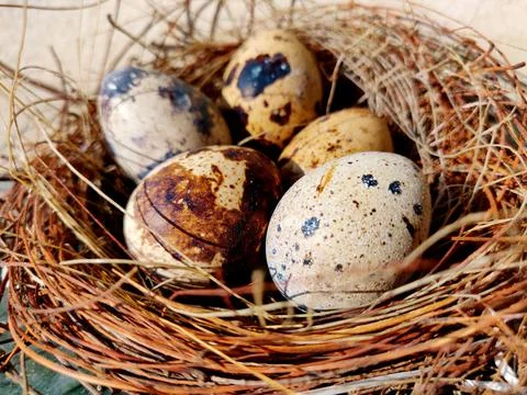 Common quail bird eggs inside a nest, Quail eggs are considered a delicacy in Stock Photos