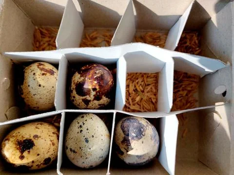 Common quail bird eggs inside a box, Quail eggs are considered a delicacy in Stock Photos