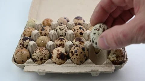 The Common quail (Coturnix coturnix) eggs . Video stock 301421756