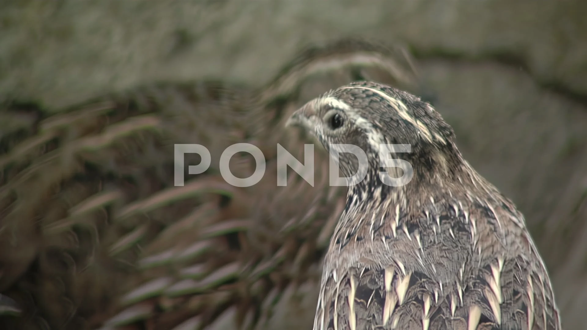 Common Quail (Coturnix coturnix) Nesting, Stock Video