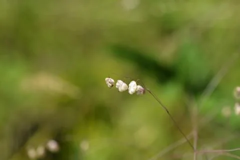 Common quaking grass Stock Photos