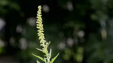 Common Ragweed Dispersing Pollen Stock-Footage 64801968