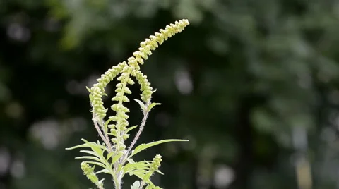 Common Ragweed Dispersing Pollen Video stock 64801980