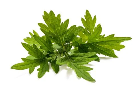 Common ragweed Stock Photos