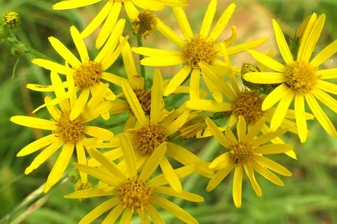 Common Ragwort Stock Photos