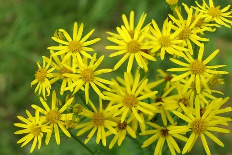 Common Ragwort. Stock Photos