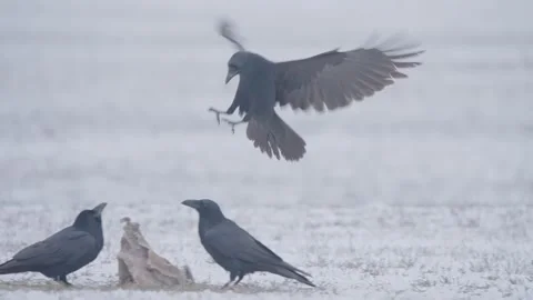 Common raven bird in flight in slow motion, black raven flying Corvus corax Stock Footage 258035696