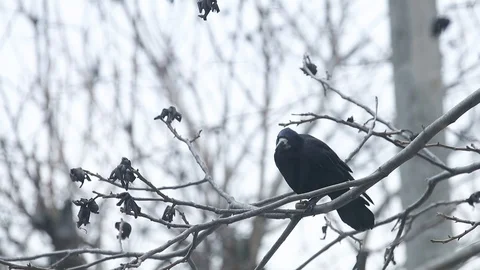 Common Raven. Bird On A Tree Stock-Footage 120613504