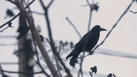 Common Raven. Bird On A Tree 動画素材 122111212