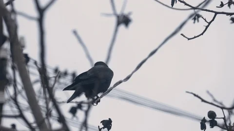 Common Raven. Bird On A Tree Stock-Footage 122111236