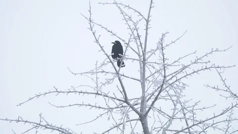 Common Raven. Bird On A Tree In Winter Forest Stock Footage 116014554