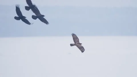 Common raven birds chasing bird of prey, flying in flight Stock Footage 344277720