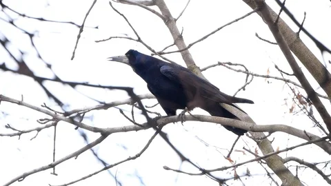 Common Raven On the Branch Stock Footage 88712557