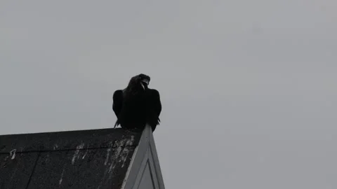 Common Raven Calling from Rooftop in Nuuk Greenland 4K Stock Footage 345522404