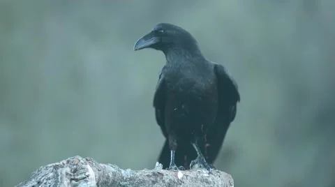 The common raven (Corvus corax), also known as the northern raven Stock Footage 49046378