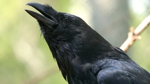 Common raven (Corvus corax), also known as the northern raven, is a large all Stock Footage 127233105