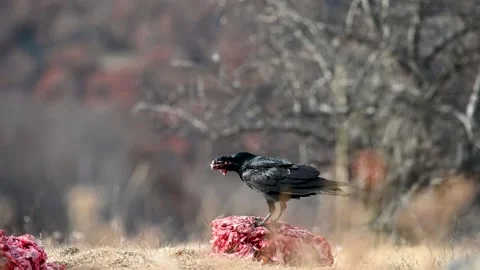 Common raven Corvus corax, also known as the northern raven Stock Footage 254978796