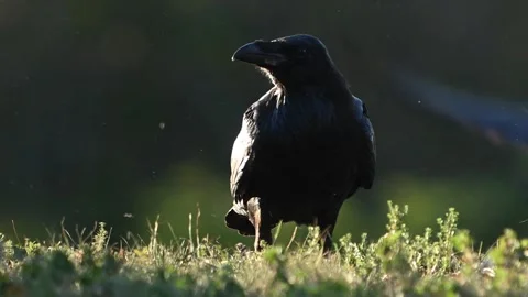 The common raven Corvus corax, also known as the northern raven Stock Footage 282060338