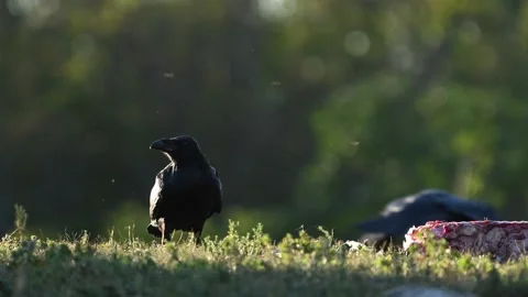 Common raven Corvus corax, also known as the northern raven Stock Footage 283016504