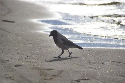A common raven (Corvus corax) on a beach sand water sunlight Stock Photos
