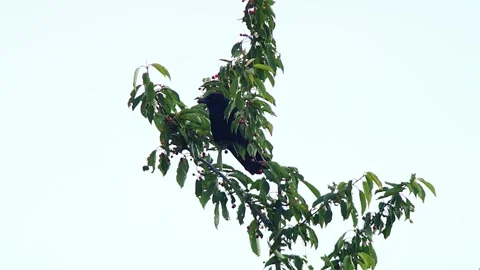 Common Raven (Corvus corax) Calling from Tree Top at Summer Sunrise, Essen,.. Stock Footage 327264323