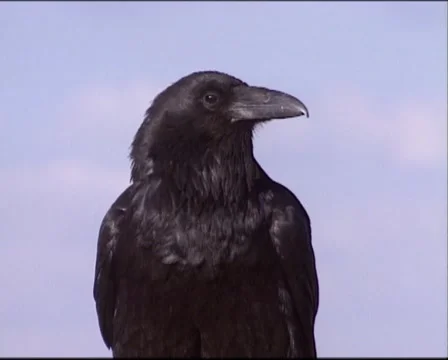 Common Raven (corvus corax) - on camera Stock Footage 41454459