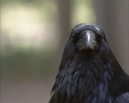 Common Raven ( corvus corax ) - close up, on camera Stock Footage 39325574