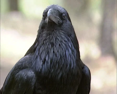 Common Raven ( corvus corax )- close up, on camera Stock Footage 39325978