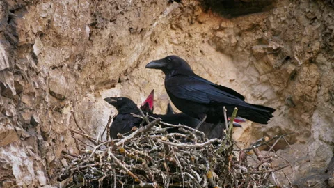 Common raven (Corvus corax) feeding chicks in nest on rock Stock Footage 240899236