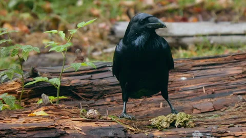 Common raven (Corvus corax) feeding on animal intestines Stock-Footage 253066495