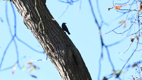 Common raven (Corvus corax) flying off the tree Stock Footage 234744743