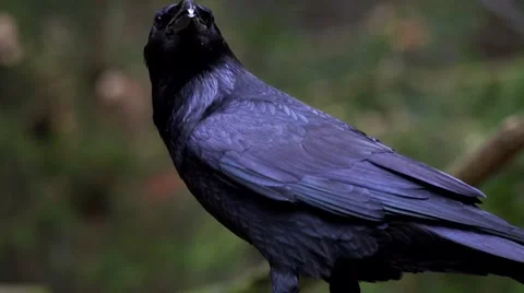(common) raven - Corvus corax Vídeos de archivo 43915562